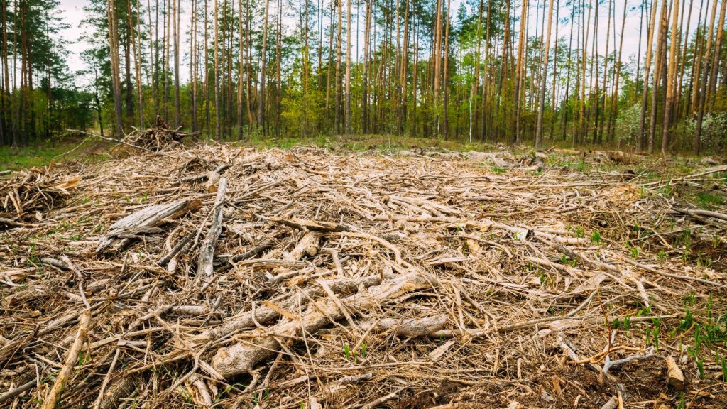 matériau écologique pour isoler